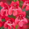 Penstemon Red Riding Hood (PBR) (Riding Hood Series) | 9cm Pot -Plants outlet store RH30002879 28be