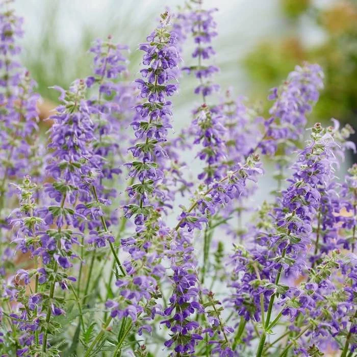 Salvia Feathers Peacock ('Bocofpea') (PBR) | 9cm Pot 3 Salvia Feathers Peacock ('Bocofpea') (PBR) | 9cm Pot