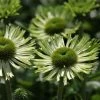 Echinacea Purpurea Green Jewel (PBR) | 9cm Pot -Plants outlet store RH30002949 8c7f