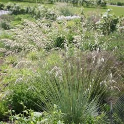 Helictotrichon Sempervirens | 9cm Pot