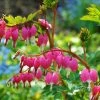Lamprocapnos Spectabilis | 9cm Pot 1 Lamprocapnos Spectabilis | 9cm Pot -Plants outlet store RH30003054 9f30