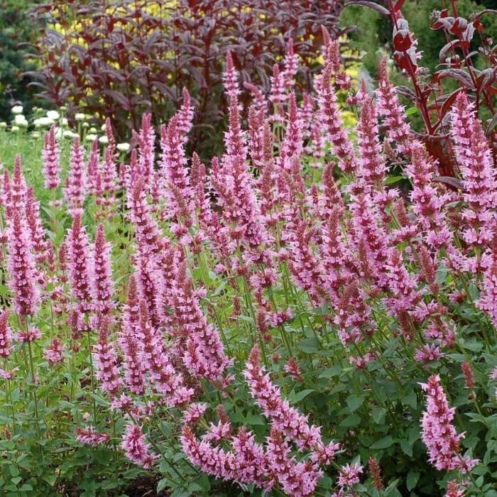 Agastache Cotton Candy (PBR) | 9cm Pot 3 Agastache Cotton Candy (PBR) | 9cm Pot