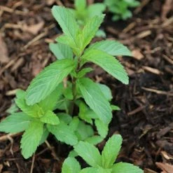 Mentha × Piperita Swiss | 9cm Pot