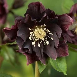 Helleborus × Hybridus Double Ellen Purple | 9cm Pot