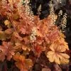 × Heucherella Buttered Rum | 9cm Pot -Plants outlet store RH30003198 705f
