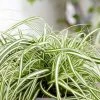 Carex Oshimensis Everlite (PBR) (EverColor Series) | 9cm Pot -Plants outlet store RH30003211 e472