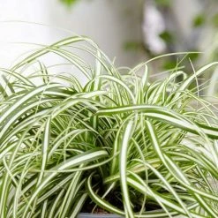 Carex Oshimensis Everlite (PBR) (EverColor Series) | 9cm Pot
