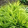 Hakonechloa Macra All Gold | 9cm Pot -Plants outlet store RH30003360 50a9