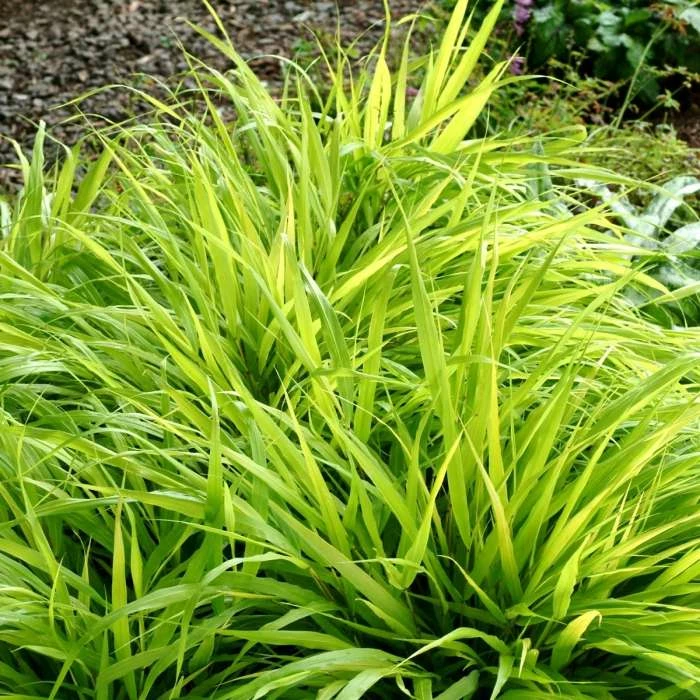 Hakonechloa Macra All Gold | 9cm Pot 3 Hakonechloa Macra All Gold | 9cm Pot