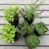 The Highgrove Thyme Collection (6 Mixed Thymes) | 6 × 9cm Pots
