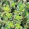 Thymus Lemon Variegated | 9cm Pot -Plants outlet store RH30003446 c709