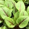 Rumex Sanguineus Var. Sanguineus | 9cm Pot -Plants outlet store RH30003450 8ea7