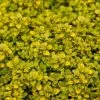 Thymus Pulegioides Archer's Gold | 9cm Pot 2 Thymus Pulegioides Archer's Gold | 9cm Pot -Plants outlet store RH30003457 db6d