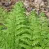 Dryopteris Affinis Cristata | 9cm Pot 1 Dryopteris Affinis Cristata | 9cm Pot -Plants outlet store RH30003464 db29