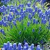 Muscari Armeniacum - Potted Bulbs | 9cm Pot (4 Per Pot) -Plants outlet store RH30003465 59cd