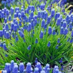 Muscari Armeniacum - Potted Bulbs | 9cm Pot (4 Per Pot)