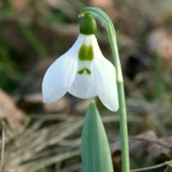 Galanthus Elwesii - Potted Bulbs | 9cm Pot (4 Per Pot)