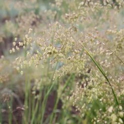 Briza Media | 9cm Pot