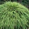 Hakonechloa Macra Albovariegata | 9cm Pot 2 Hakonechloa Macra Albovariegata | 9cm Pot -Plants outlet store RH30003524 82dd