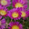 Delosperma Cooperi Hot Pink Wonder ('Wowdry1') (PBR) (Wheels Of Wonder Series) | 9cm Pot