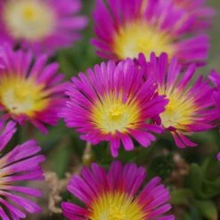 Delosperma Cooperi Hot Pink Wonder ('Wowdry1') (PBR) (Wheels Of Wonder Series) | 9cm Pot