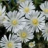 Delosperma White Wonder ('Wowdw7') (Wheels Of Wonder Series) (PBR) | 9cm Pot -Plants outlet store RH30003648 4f92