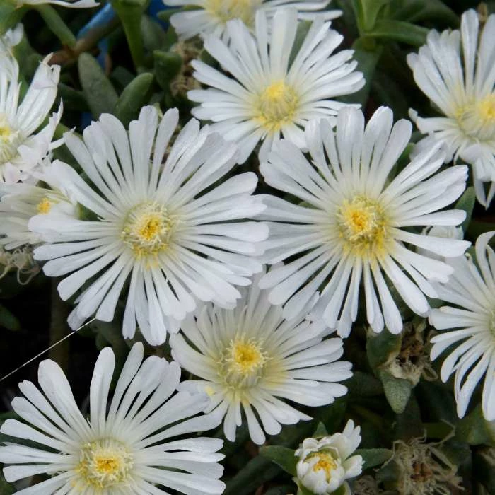 Delosperma White Wonder ('Wowdw7') (Wheels Of Wonder Series) (PBR) | 9cm Pot 3 Delosperma White Wonder ('Wowdw7') (Wheels Of Wonder Series) (PBR) | 9cm Pot