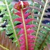 Blechnum Brasiliense Volcano | 9cm Pot 1 Blechnum Brasiliense Volcano | 9cm Pot -Plants outlet store RH30003711 15bc