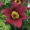 Pulsatilla Vulgaris Pinwheel Dark Red Shades (Pinwheel Series) | 9cm Pot -Plants outlet store RH30003726 ec21