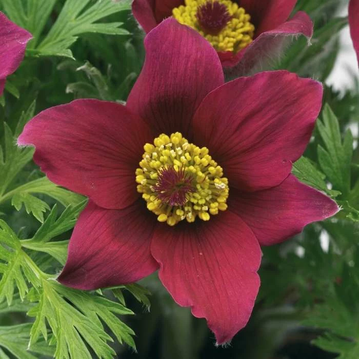 Pulsatilla Vulgaris Pinwheel Dark Red Shades (Pinwheel Series) | 9cm Pot 3 Pulsatilla Vulgaris Pinwheel Dark Red Shades (Pinwheel Series) | 9cm Pot