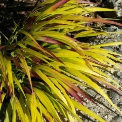 Hakonechloa Macra Sunflare ('Habsfl007') | 9cm Pot