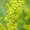 Galium Verum | 9cm Pot -Plants outlet store RH30003750 8e6e
