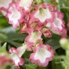 Penstemon Pentastic Pink (’YAPMINE’) (PBR) | 9cm Pot -Plants outlet store RH30003778 d4a2