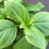Ocimum Basilicum Thai | 9cm Pot 1 Ocimum Basilicum Thai | 9cm Pot -Plants outlet store RH30003810 28c5