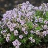 Thymus Jekka | 9cm Pot -Plants outlet store RH30003815 a49a