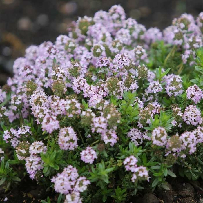 Thymus Jekka | 9cm Pot 3 Thymus Jekka | 9cm Pot