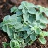 Origanum Hot And Spicy | 9cm Pot -Plants outlet store RH30003823 b235