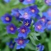 Anagallis Monellii Skylover | 9cm Pot -Plants outlet store RH30003838 31f1