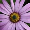 Osteospermum Jucundum | 9cm Pot -Plants outlet store RH30003923 6711