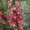 Digitalis X Valinii Illumination Pink ('Tmdgfp001') (PBR) (Illumination Series) | 9cm Pot -Plants outlet store RH30003928 72d5