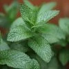 Mentha Spicata English Lamb | 9cm Pot -Plants outlet store RH30003931 faf3