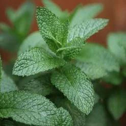 Mentha Spicata English Lamb | 9cm Pot