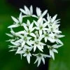 Allium Ursinum | 9cm Pot -Plants outlet store RH30003950 916a
