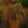 Carex Testacea Prairie Fire | 9cm Pot 2 Carex Testacea Prairie Fire | 9cm Pot -Plants outlet store RH30003963 1585