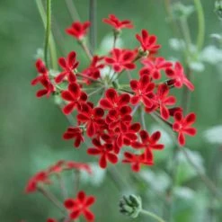 Pelargonium Ardens | 9cm Pot