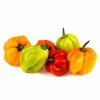 Chilli Scotch Bonnet | 8.5cm Pot -Plants outlet store RH30004096 a400
