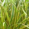 Carex Morrowii Everglow (PBR) (EverColor Series) | 9cm Pot -Plants outlet store RH30004125 00b1