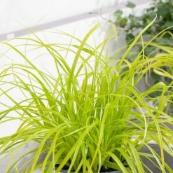 Carex Oshimensis Everillo (PBR) (EverColor Series) | 9cm Pot