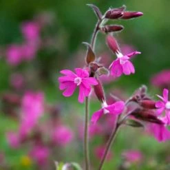 Silene Dioica | 9cm Pot