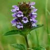 Prunella Vulgaris | 9cm Pot 2 Prunella Vulgaris | 9cm Pot -Plants outlet store RH30004136 777e